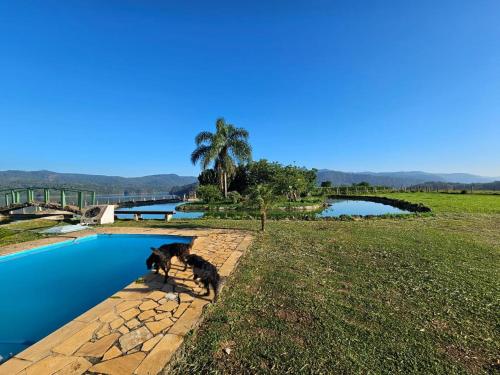 zwei Hunde stehen neben einem Pool in der Unterkunft Sítio à beira da represa in Nazaré Paulista