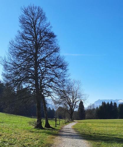 a tree on the side of a dirt road at Gästehaus Annemarie in Reit im Winkl