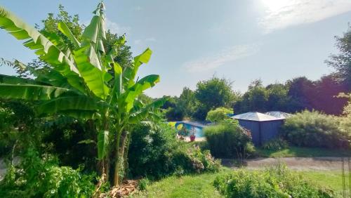 Un jardín con un banano y una tienda de campaña. en Le boukarou, 