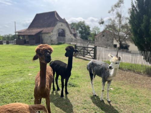 a group of llamas standing in a field at Gîte La Borie in Fons