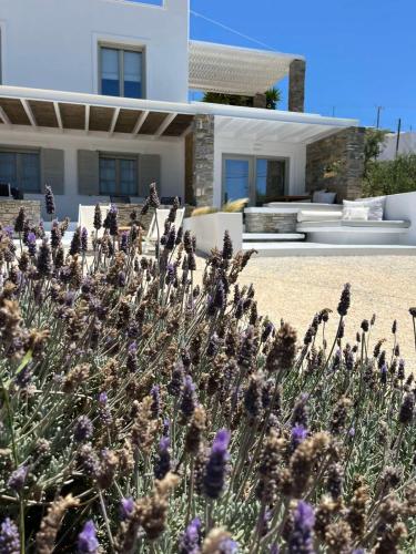 Neso seafront studio Paros