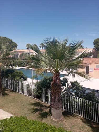 un palmier devant une clôture blanche dans l'établissement Studio cabine cap d’Agde, au Cap d'Agde