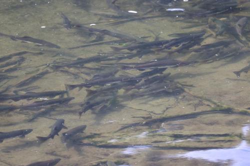 a group of fish swimming in the water at Salmon Return and Wildlife Roam Ketchikan Getaway! in Ketchikan