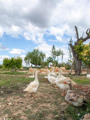 a group of ducks standing in a field at Agroturisme Es Racó De Maria in Maria de la Salut