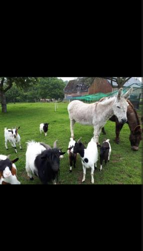un groupe de chèvres et un cheval dans un champ dans l'établissement Chalet en campagne Normande, à Sainte-Opportune-la-Mare