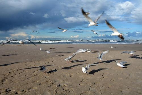 a flock of seagulls flying on a beach at Willa Victor in Jastrzębia Góra