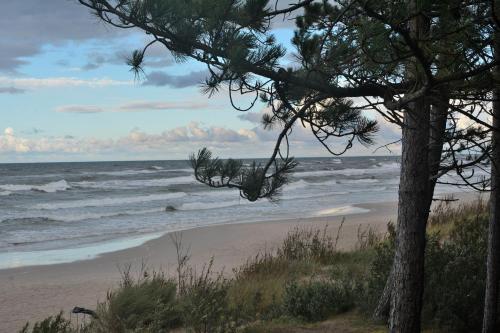 a beach with a pine tree and the ocean at Willa Victor in Jastrzębia Góra