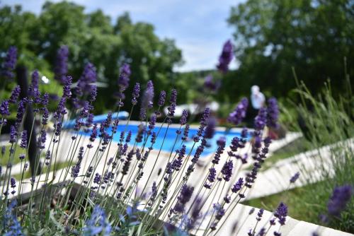 a bunch of purple flowers in a garden at Rent Your Family Retreat in Novi Sad in Novi Sad