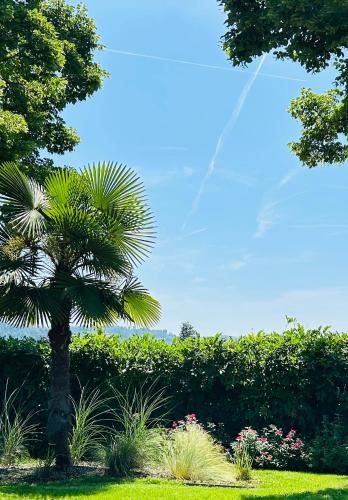 a palm tree in a yard with bushes and trees at Monferrato Country House Basin dAmor Casa di campagna in Asti