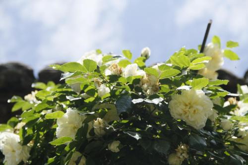 a bunch of white flowers on a bush at Borgo Archinto in Robecco sul Naviglio