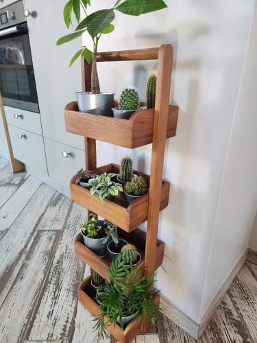 a wooden shelf with cactuses and potted plants at Ô Gris-Nez - à 20m de la plage in Sangatte