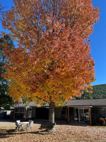 a tree with autumn leaves on it in front of a building at Willow Dene Holiday Apartments in Bright