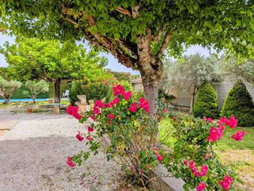 un arbre avec des fleurs roses dans un jardin dans l'établissement LE CHESTER - Maison 3 chambres avec piscine et clim, Velleron proche L'Isle-sur-la-Sorgue, à Velleron