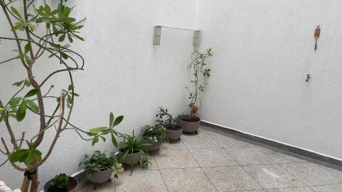 a row of potted plants against a white wall at Dar sidi in Rabat