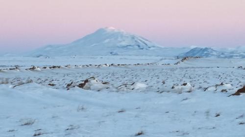a flock of birds in a snowy field with a mountain at Hekla Cabin 2 Volcano and Glacier View in Hella