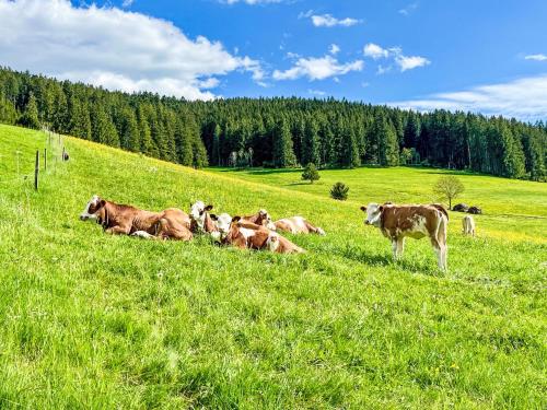 una manada de vacas yaciendo en un campo de hierba en Apartment Fewo Knöpfle by Interhome, en Eisenbach