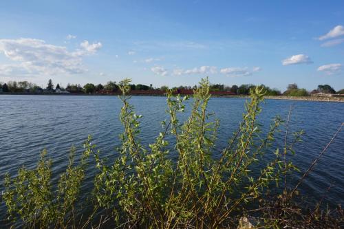 a view of a large body of water at Bellevue Hotel and Suites in Bellevue