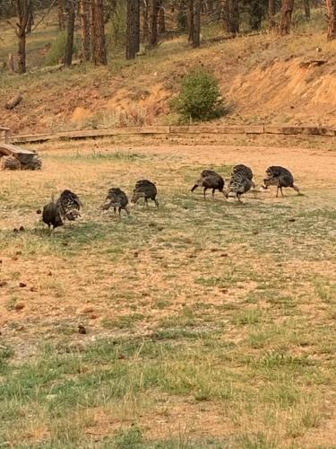 Άλλα ζώα σε αυτή η παραθεριστική κατοικία ή στη γύρω περιοχή