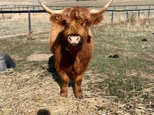 a brown cow with horns standing in a field at Trawalla Farm Stays - Entire House and Large Pool Bar - Perfect for Groups in Bywong