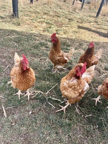 a group of chickens standing in the grass at Trawalla Farm Stays - Entire House and Large Pool Bar - Perfect for Groups in Bywong