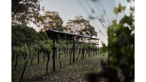 a row of vines in a vineyard with a building at Sunset Vine at Wonganella Estate 2 by Tiny Away in Bobs Farm