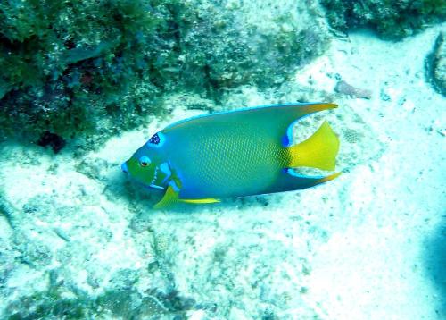 a blue and yellow fish on the reef at Mahana by KBM Resorts in Kaanapali
