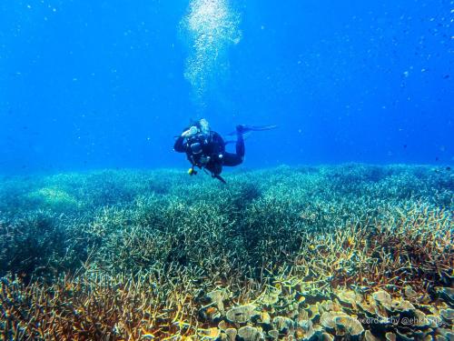 a person is swimming over a coral reef at Hotel Soco in Da Nang