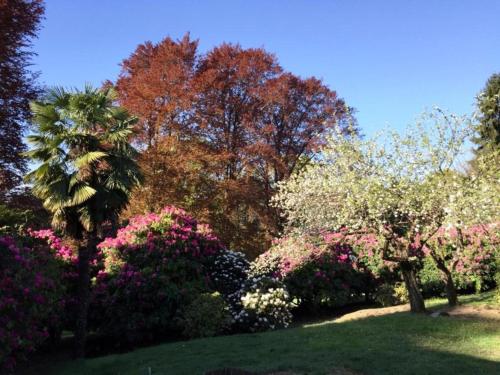 a garden with trees and flowers and a palm tree at Apartment in Vignone Villa Setting in Vignone