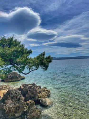 a tree on a beach with water and rocks at VILA MARIJA in Mimice