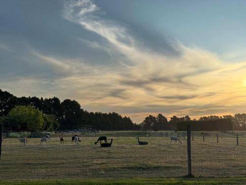 a group of animals grazing in a field at Pine Nut Corner by Tiny Away in West Melton