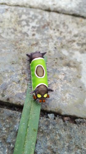 a butterfly on a green blade of grass at Saguamby Mindo Lodge in Mindo