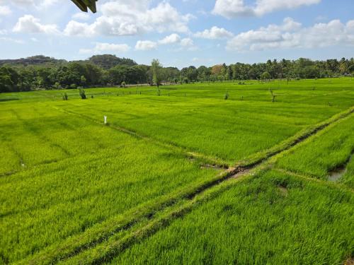an open field of green grass with trees in the background at Sigiriya Paradise Inn in Sigiriya