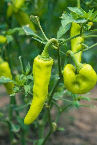 a group of yellow peppers growing on a plant at Beng Mealea Lodge in Phumĭ Trach Pôk (2)