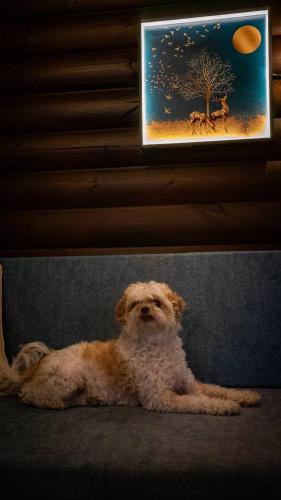 a dog laying on the floor under a picture of a tree at Vida Bhermon The Golan Trail in Majdal Shams