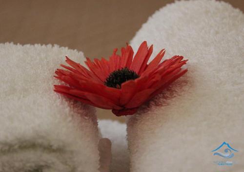 a person holding a red flower in a towel at Scariceddu Etna Sea Guest House in Riposto
