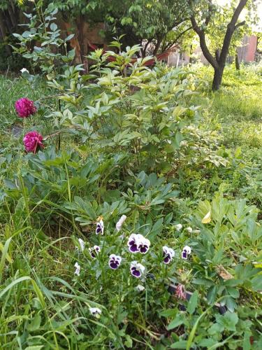 Jardín al aire libre en Hayk B&B (in Sanahin)