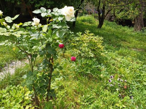 Jardín al aire libre en Hayk B&B (in Sanahin)