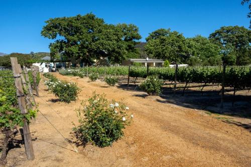 a row of plants in a field next to a fence at Auberge Clermont in Franschhoek