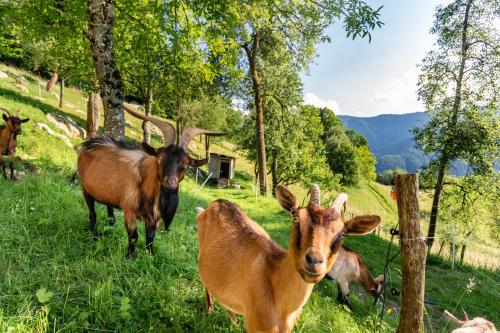 a group of goats standing in a field at Holiday Homes Pr Pelaku with Sauna in Slappe dʼIdria