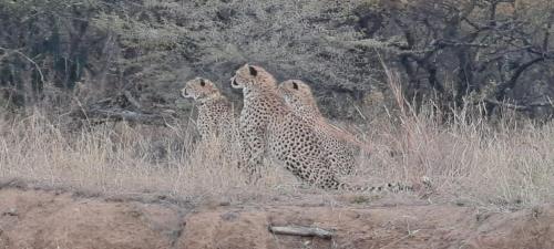 a group of four cheetahs sitting in the grass at The Leadwood Safari Camp in Dinokeng Game Reserve