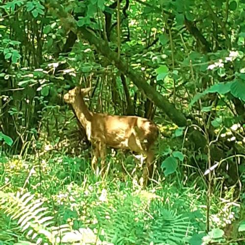 a cow standing in the middle of a forest at Bridgewood Camping - CABIN in Sherborne