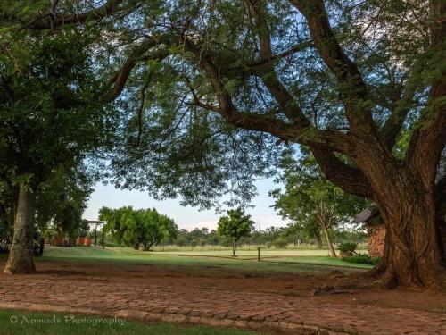 a tree in a park with a brick path at KwaThabisile Bush Retreat in Cullinan