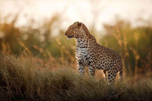 a cheetah standing in a field of tall grass at Hoedspruit Raptors Lodge N16 in Hoedspruit