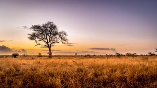 a lone tree in the middle of a field at Hoedspruit Raptors Lodge N16 in Hoedspruit