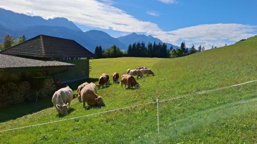 a herd of cows grazing on a grassy hill at Waldpension Ranner 