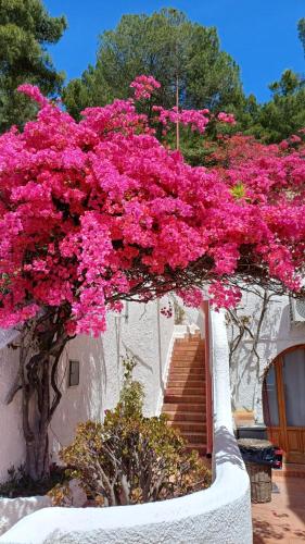 Κήπος έξω από το NSM Villa Carlotta E Villa Guarda che Mare con vista panoramica
