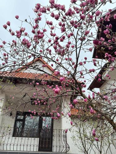 a tree with pink flowers in front of a building at Dendro House in Chişinău