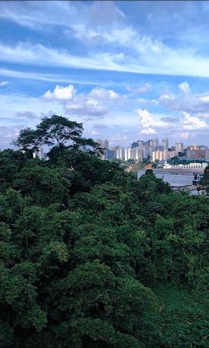 a bunch of trees with a city in the background at Casa aconchego in Sao Paulo