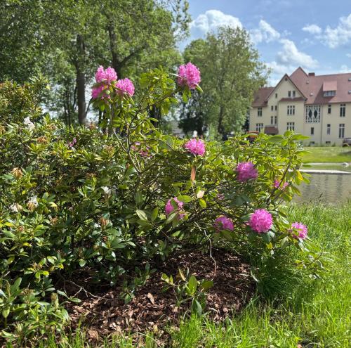 a bush filled with pink flowers in a yard at Ferienwohnung Domaene Kermen in Leps