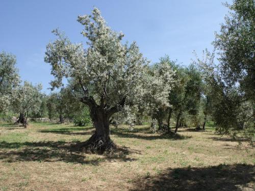 an olive tree in the middle of a field at Agriturismo IL VIAIO in Fiesole